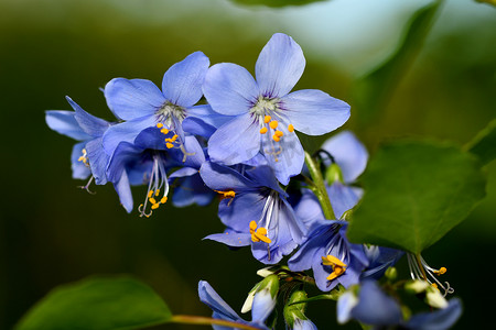 蓝色花朵在森林中紫绀