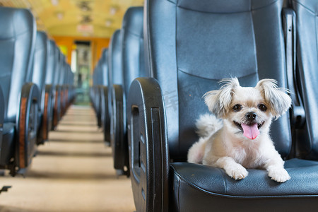 狗乘火车旅行