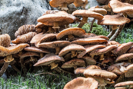 森林地面上的蘑菇在树叶中