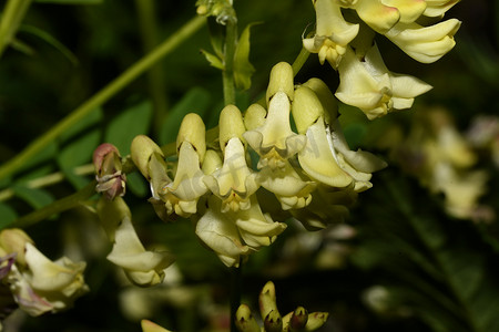 黄芪 serpoplodny 在森林里的花