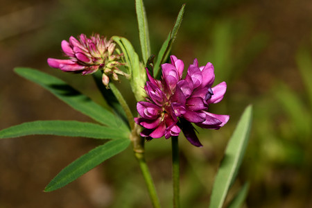 丁香茎摄影照片_草地上的一朵粉色三叶草