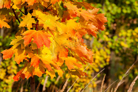 与黄色枫叶的抽象秋天自然本底。