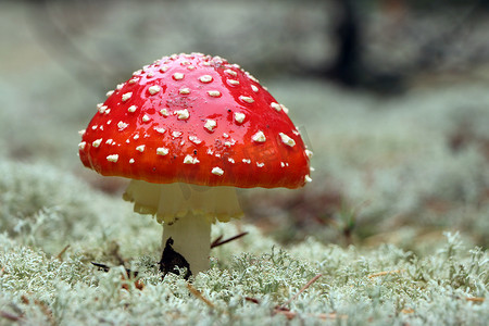 红色鹅膏菌蘑菇特写