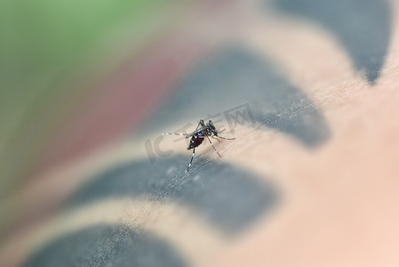 人类的皮肤摄影照片_人类皮肤上的埃及伊蚊。