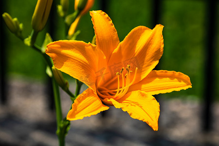 光荣的摄影照片_关闭黄色百合美丽的花在花园里。