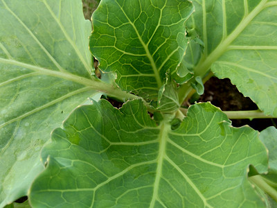 田间的年轻卷心菜 卷心菜是一种多叶的绿色、红色（紫色）或白色（淡绿色）两年生植物，因其密叶头而作为一年生蔬菜作物种植。