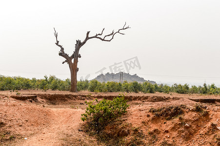 印度贾坎德邦 Chota Nagpur 高原干旱丘陵半干旱地区的干枯孤树景观。