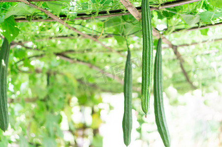冰糖葫芦边框摄影照片_树枝上的新鲜角葫芦蔬菜，有选择的焦点