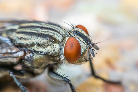 苍蝇昆虫摄影照片_苍蝇或苍蝇昆虫的宏观