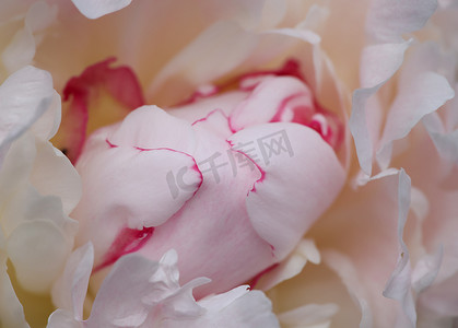 粉色牡丹头状花序