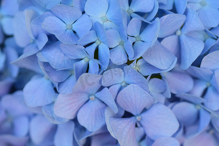 五彩缤纷水果茶摄影照片_水平框架中蓝色绣球花的宏观纹理