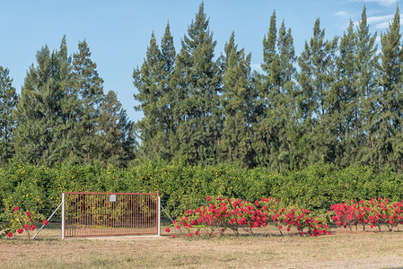 花与栅栏摄影照片_柑橘园与前面的 ponsettia 花