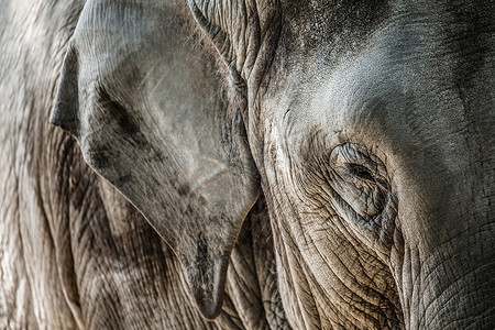 大象近距离观察皮肤纹理和斑点