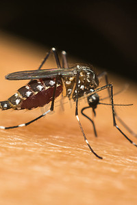 蚊子 (Aedes aegypti) 吸血的宏观