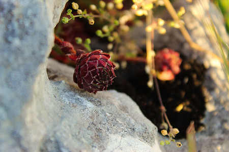 周围元素摄影照片_紫色长生花集中在石头上，周围有植物。