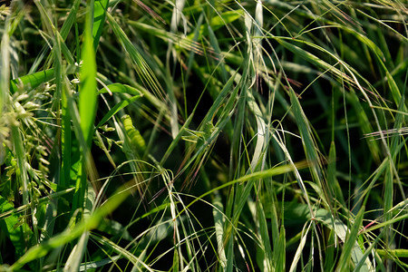 绿色蚱蜢的幼虫坐在草茎上。
