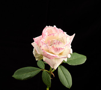 一朵盛开的白色粉色玫瑰的花蕾，上面有绿叶