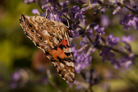 黑橙色蝴蝶蜂巢荨麻疹坐落在小丁香野花上。