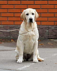 黄色小狗狗摄影照片_公园里的黄色拉布拉多犬