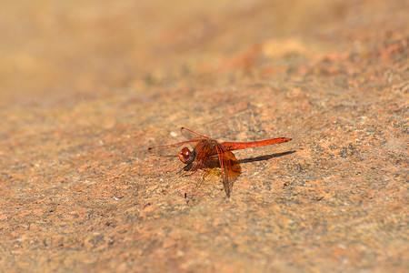 下落石头摄影照片_石头上的红黄褐色落翅蜻蜓 (Trithemis pluvialis)