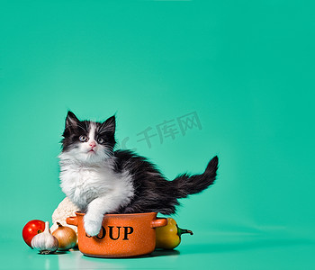 成语动物摄影照片_在橙色碗和蔬菜旁边烹饪黑白蓬松的小猫