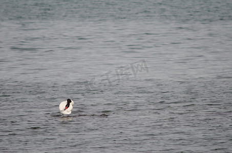 海面上的黑颈天鹅 Cygnus melancoryphus。