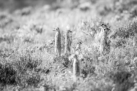 沙漠狐摄影照片_狐獴站在黑色和白色。