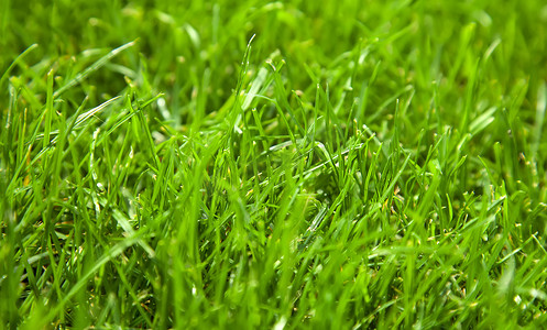绿色清新草背景摄影照片_美丽清新的绿草背景