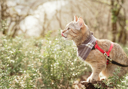家猫牵着皮带在夏季森林中行走。