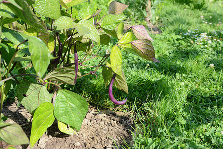矮小植物摄影照片_紫豆从矮小的扁豆植物上垂下来