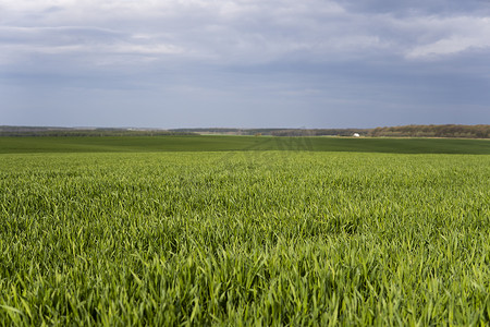 田野春天摄影照片_年轻的绿色小麦幼苗生长在田野的土壤中。