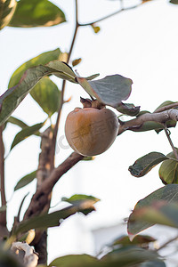 秋天柿子树摄影照片_满是熟透的金柿子树