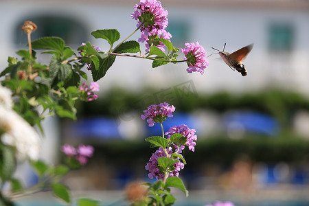 飞蜂从粉红色的马缨丹花中吸取花蜜。