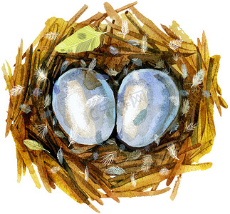 手绘水彩艺术鸟巢与鸡蛋，复活节设计。