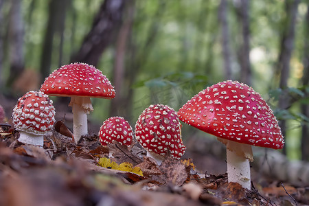 gif动图蘑菇头摄影照片_毒蝇伞，毒蘑菇。