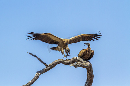 南非克鲁格国家公园的白背秃鹫