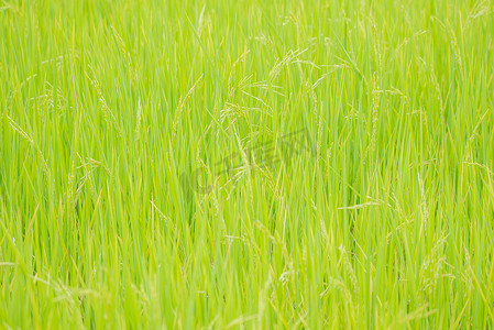 水稻稻田的性质