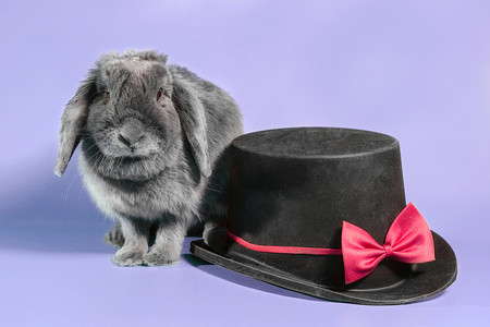 垂耳侏儒兔旁边是紫罗兰色的黑色圆筒帽