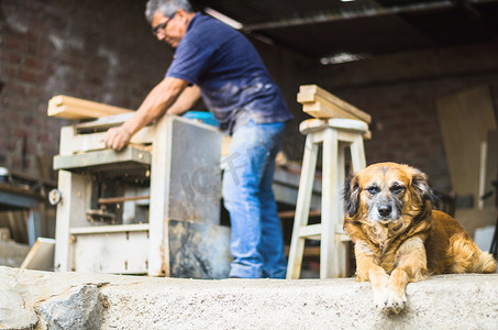 专业木匠和他的小狗在家里的工作室里进行装修。
