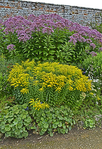 五颜六色的花园边界与大紫茎泽兰和一枝黄花