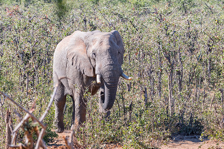莫帕尼灌木丛间断牙的非洲象