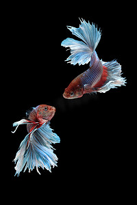 两条剥皮和跳舞的斗鱼暹罗斗鱼（红紫色体色和蓝白鳍颜色组合的巨型半月玫瑰尾型）隔离在黑色背景上