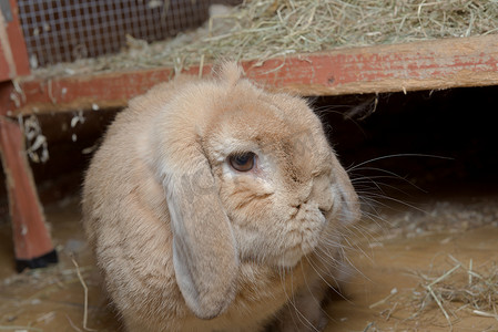 宠物侏儒垂耳兔从笼子里下来后转头看着相机。