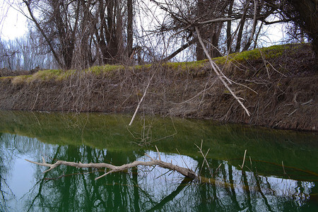 李佳琦带货摄影照片_柳树掉进冰冷的河水中 1