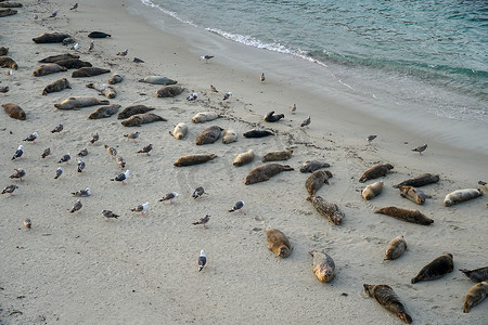 在加利福尼亚州圣地亚哥的拉霍亚，海狮和海豹在阳光下的小海湾里打盹。