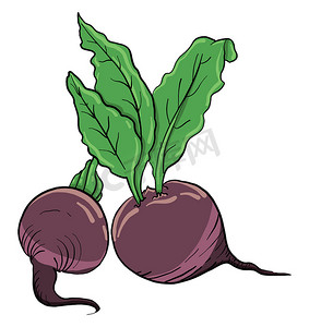 紫色甜菜，插图，白色背景上的矢量