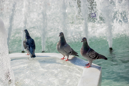 喷泉边的孤独鸟生活在城市环境中