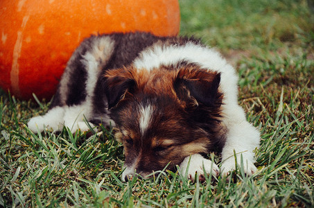 一起小狗在睡觉摄影照片_小狗和南瓜一起睡在草地上