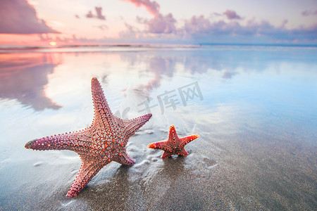 两只海星摄影照片_海滩上的两只海星