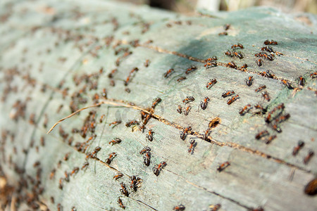 许多蚂蚁工作